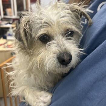 Maltese and Mixed Breed Dogs Available for Adoption - TRAMP | PetCurious