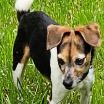 Lola -  Beagle Dog for Adoption in Gulfport, Mississippi - Lola | PetCurious
