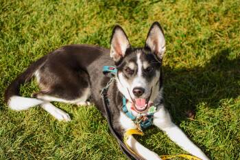 Lottie -  Husky Dog for Adoption in Mississauga, Ontario - Lottie | PetCurious