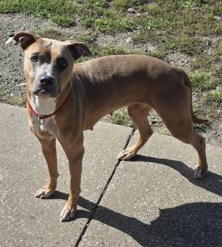 Sugar -  Pit Bull Terrier Dog for Adoption in Momence, Illinois - Sugar | PetCurious