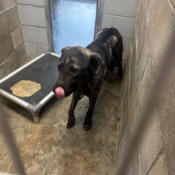 Hazard -  German Shepherd Dog Dog for Adoption in Brookfield, Missouri - Hazard | PetCurious