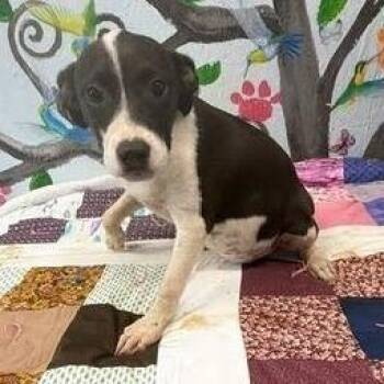 Ida -  Black Mouth Cur and Mixed Breed Dog for Adoption in Hattiesburg, Mississippi - Ida | PetCurious