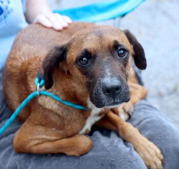 Tulip (AO37333) -  Terrier Dog for Adoption in Kansas City, Kansas - Tulip (AO37333) | PetCurious