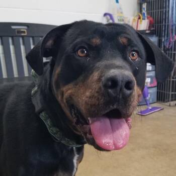 Rottweiler Dogs Available for Adoption - Brick | PetCurious
