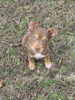 Australian Shepherd and Husky Dogs Available for Adoption - Kane | PetCurious