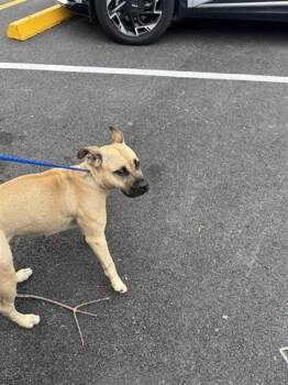 Black Mouth Cur and Mixed Breed Dogs Available for Adoption in Houston, Texas - A654121 | PetCurious