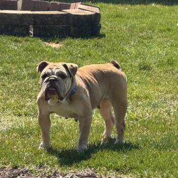 English Bulldog Dogs Available for Adoption in Chicago, Illinois - Daisy | PetCurious