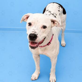 Dollar GIRL -  Mixed Breed Dog for Adoption in Memphis, Tennessee - Dollar GIRL | PetCurious