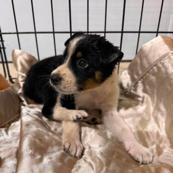 Little Man -  Australian Cattle Dog Blue Heeler and Mixed Breed Dog for Adoption in Buchanan Dam, Texas - Little Man | PetCurious