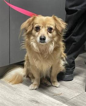 ECHO -  Cocker Spaniel and Mixed Breed Dog for Adoption in Redlands, California - ECHO | PetCurious