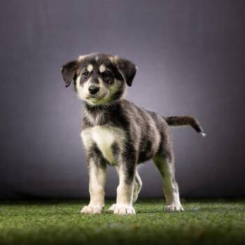 Husky Dogs Available for Adoption - Siracha | PetCurious