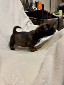 Wing Dings (26-137 D) -  Mixed Breed Dog for Adoption in Lansing, Michigan - Wing Dings (26-137 D) | PetCurious