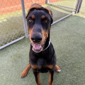 Oliver -  Doberman Pinscher Dog for Adoption in Hawthorne, California - Oliver | PetCurious