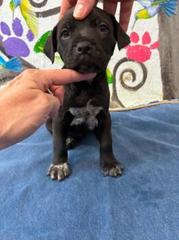 Australian Cattle Dog Blue Heeler and Labrador Retriever Dogs Available for Adoption in Brookhaven, Mississippi - Phifer 26 | PetCurious