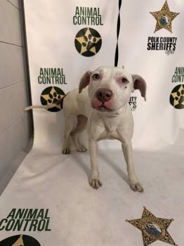 American Bulldog and Mixed Breed Dogs Available for Adoption in Winter Haven, Florida - ANGELINA | PetCurious