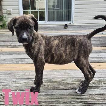 Twix -  Hound and Mixed Breed Dog for Adoption in Ellicott City, Maryland - Twix | PetCurious