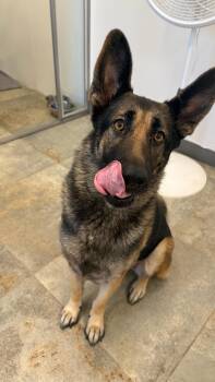 Rescue German Shepherd Dog Dogs for Adoption in Frazier Park, California - Zephyr | PetCurious