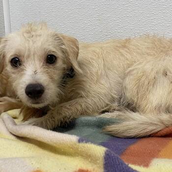 Mixed Breed and Terrier Dogs Available for Adoption in Westminster, California - WAGS-Stray-21509_2_3_4_5_6 | PetCurious