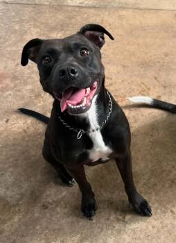 Rescue Pit Bull Terrier Dogs for Adoption in Mustang, Oklahoma - Mercedes | PetCurious