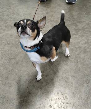 Jax -  Chihuahua Dog Available for Adoption in Elizabeth, Illinois - Jax | PetCurious