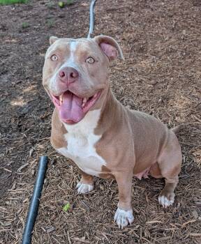Pit Bull Terrier Dogs Available for Adoption in Plano, Texas - Coco A217584 | PetCurious