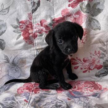 Bolt -  Chihuahua Dog for Adoption in Tucson, Arizona - Bolt | PetCurious