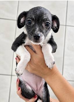 Lolly -  Chihuahua and Shih Tzu Dog for Adoption in Escondido, California - Lolly | PetCurious