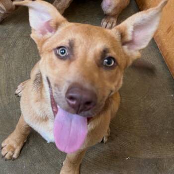 Retta -  Mixed Breed Dog for Adoption in Corinth, Mississippi - Retta | PetCurious