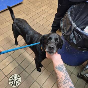 Scotty -  Labrador Retriever Dog for Adoption in Birmingham, Alabama - Scotty | PetCurious
