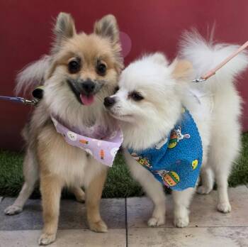 Pomeranian Dogs Available for Adoption - NALA AND MAX (BONDED SIBLINGS) | PetCurious