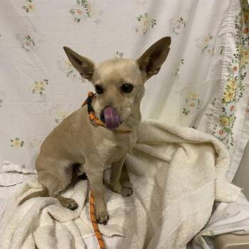 CHULO -  Chihuahua Dog for Adoption in Modesto, California - CHULO | PetCurious
