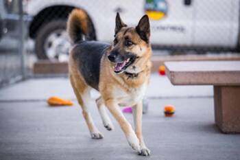 German Shepherd Dog Dogs Available for Adoption - Elvis (Damen) | PetCurious