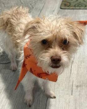 Teddy -  Terrier Dog for Adoption in Corona, California - Teddy | PetCurious