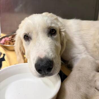 Polar Oso -  Great Pyrenees Dog for Adoption in Austin, Texas - Polar Oso | PetCurious