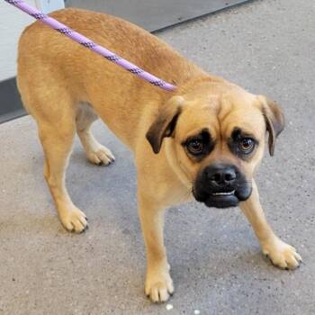 110359 -  Mixed Breed Dog for Adoption in Las Cruces, New Mexico - 110359 | PetCurious