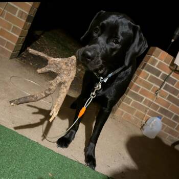 Diesel -  Black Labrador Retriever Dog for Adoption in Lynchburg, Virginia - Diesel | PetCurious