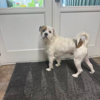 Ace -  Terrier and English Bulldog Dog for Adoption in Homer, New York - Ace | PetCurious