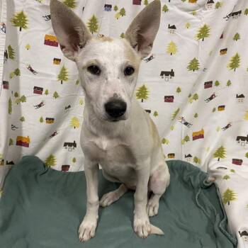 A614349 -  Carolina Dog and Mixed Breed Dog for Adoption in Modesto, California - A614349 | PetCurious