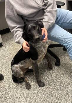 English Pointer and Labrador Retriever Dogs Available for Adoption in Mustang, Oklahoma - Kitty Coral | PetCurious
