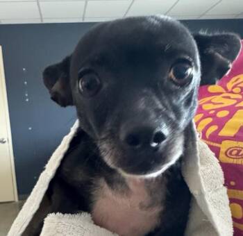 BRIANNA -  Chihuahua Dog for Adoption in San Antonio, Texas - BRIANNA | PetCurious
