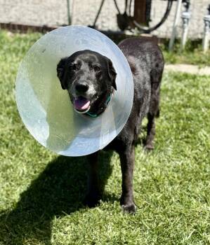Black Labrador Retriever Dogs Available for Adoption in Petaluma, California - Thea | PetCurious