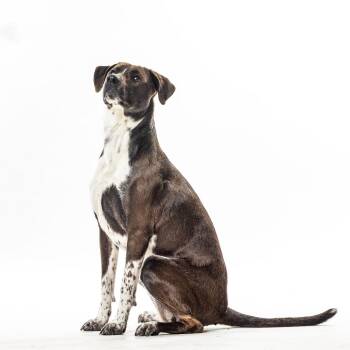 Pointer and Pit Bull Terrier Dogs Available for Adoption in Reno, Nevada - Sophia | PetCurious