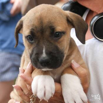Petunia -  Shepherd Dog for Adoption in Washington, District Of Columbia - Petunia | PetCurious
