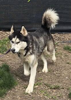Siberian Husky Dogs Available for Adoption in Salem, Oregon - Steele | PetCurious