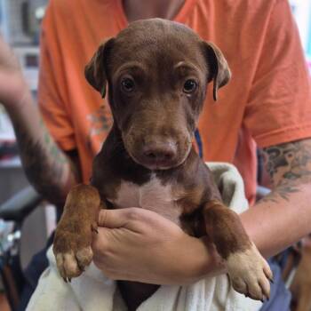 Hershey -  Terrier Dog for Adoption in Wahiawa, Hawaii - Hershey | PetCurious