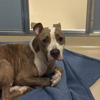 Magenta -  Mixed Breed Dog for Adoption in Philadelphia, Pennsylvania - Magenta | PetCurious