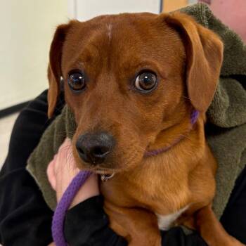 Rolly Polly -  Mixed Breed Dog for Adoption in Philadelphia, Pennsylvania - Rolly Polly | PetCurious