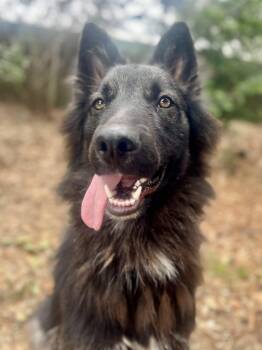 Liam (Puppy) -  Belgian Shepherd Tervuren Dog for Adoption in Oakland, California - Liam (Puppy) | PetCurious