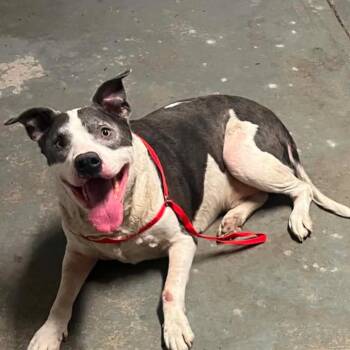 Gordon -  American Bulldog and Mixed Breed Dog for Adoption in Spring Hill, Kansas - Gordon | PetCurious