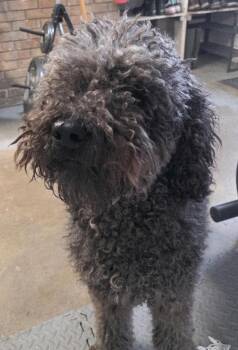 Poodle Dogs Available for Adoption - Dustin | PetCurious